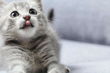 Healthy and Natural No Breath Questions Deodorization Tofu Cat Litter